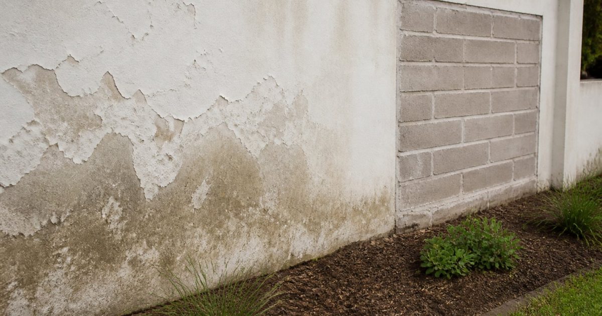 Peeling paint near the base of a Cape Town boundary wall